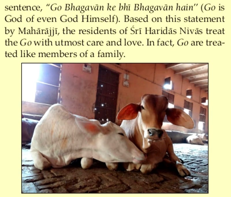 calves in the goshala at sri haridas nivas, vrindavan