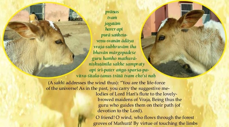 a calf at sri haridas nivas, vrindavan