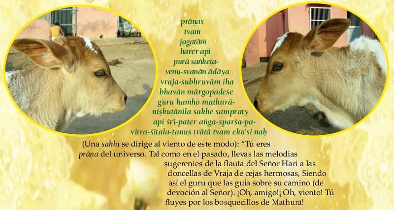 ternero hermoso con un verso donde una gopi se dirige al viento