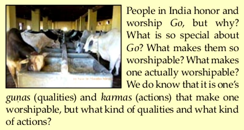 go (cows) at tehra goshala near vrindavan