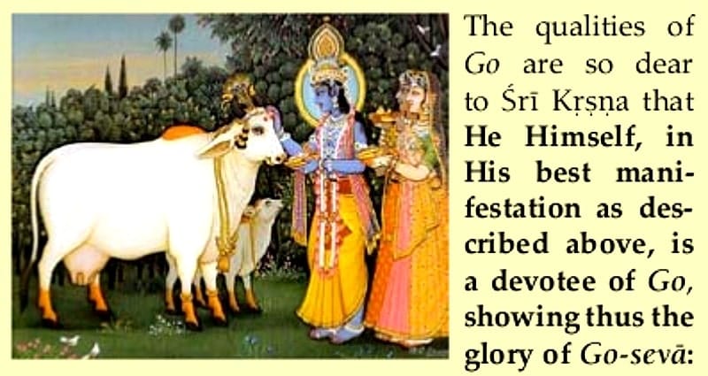 krishna with gopis serving a cow (go)