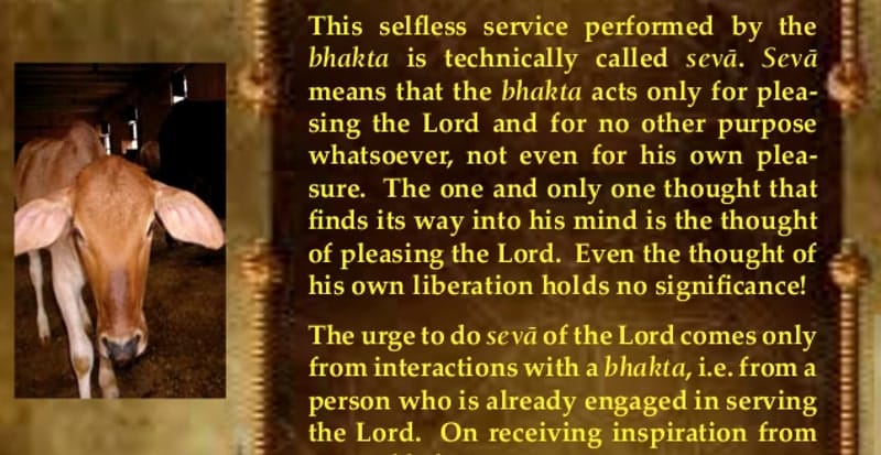 a calf at sri haridas nivas, vrindavan