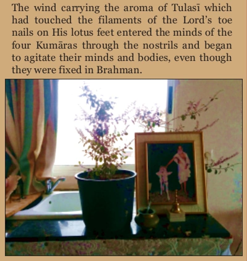 tulasi with the photo of sri haridas shastri maharaj